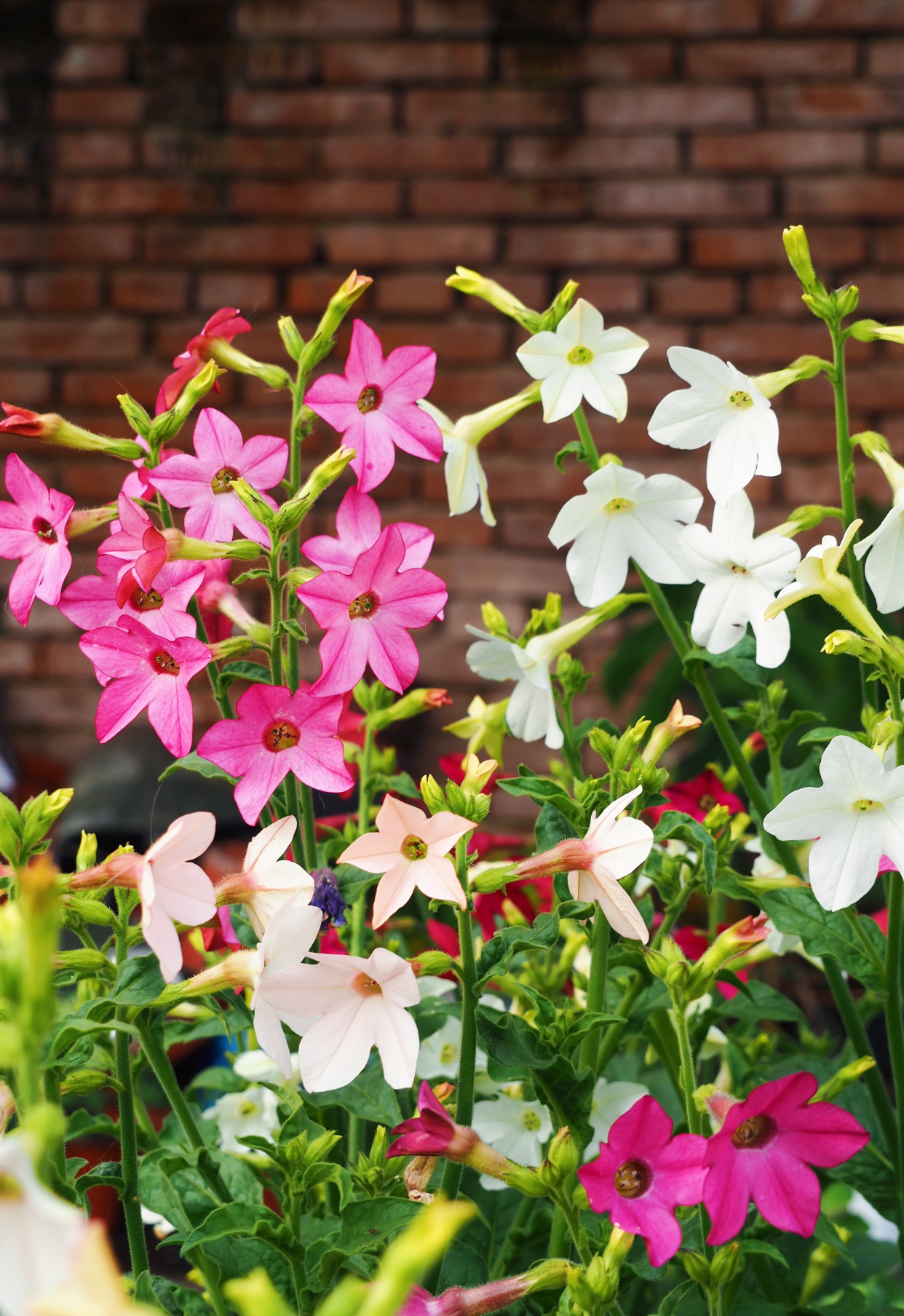 院子,阳台养花,建议你养"花烟草",花量超级多,院子变花园