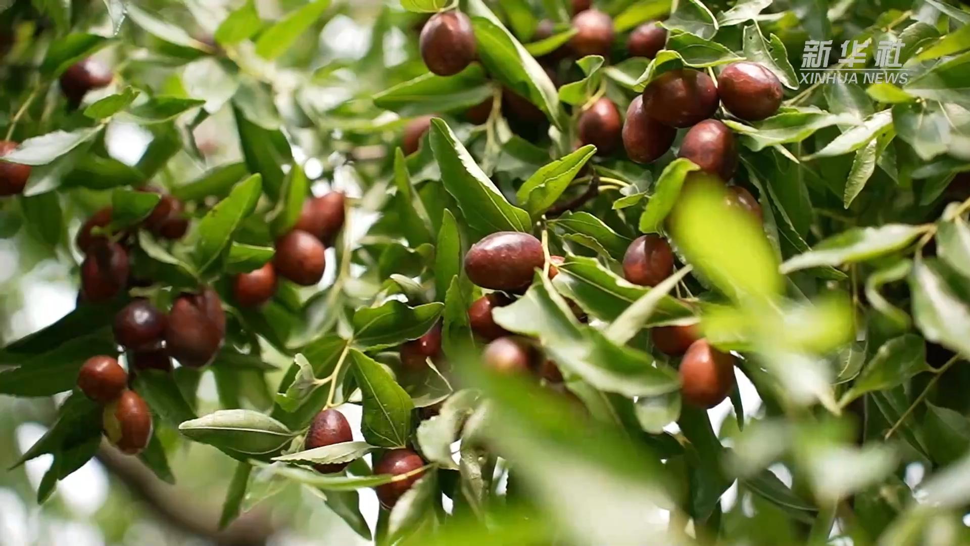 沧州金丝小枣 baijiahao.baidu.com