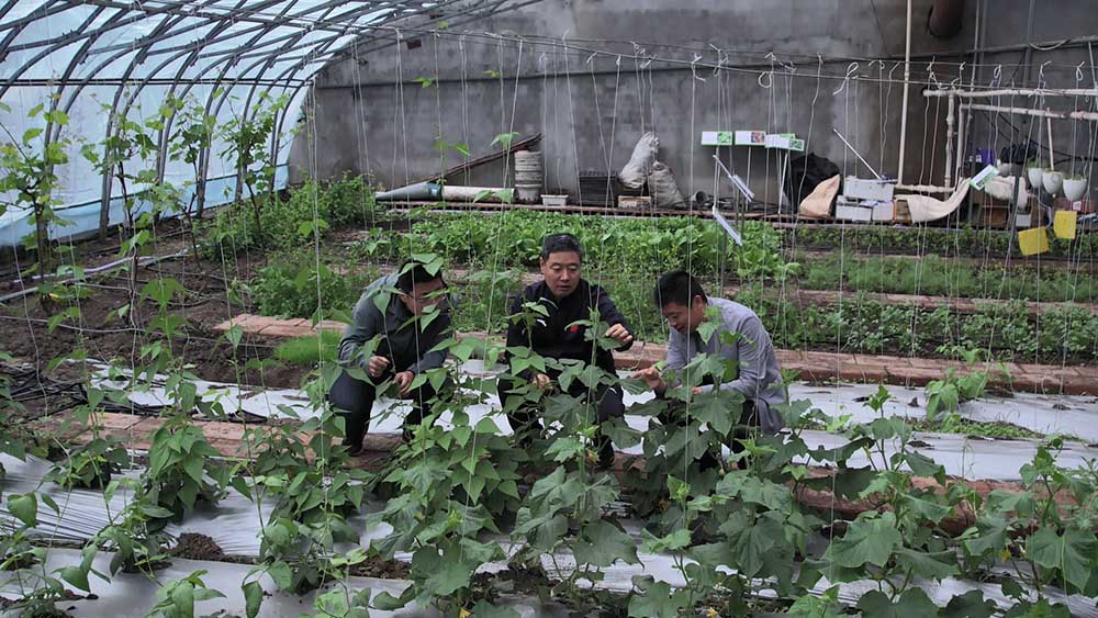 黑龙江省纪委监委驻桦南县孟家岗镇楼山村帮扶全景观察(中)