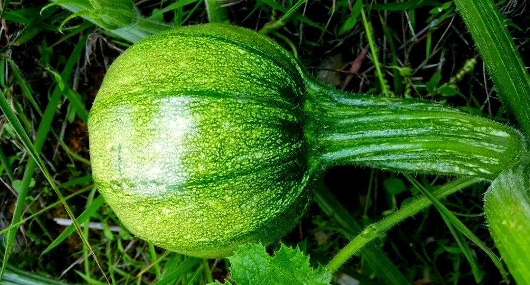 无量山独特美味食材