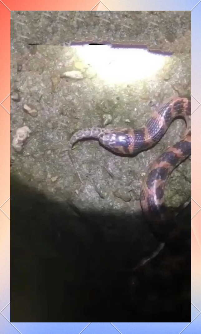钓鱼人夜钓遇蛇吃蛇,赤链蛇吞食短尾蝮引发关注