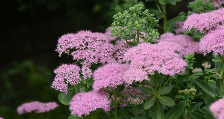 云南白药的花是什么样的花