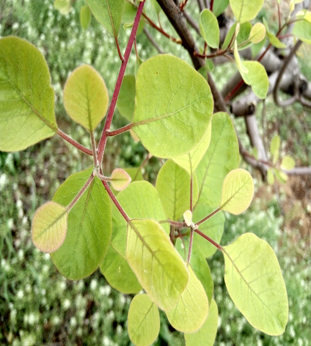 黄栌苗的种植技巧分析