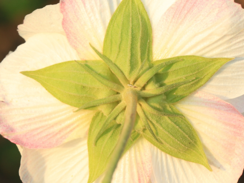 苞片和花萼的区别
