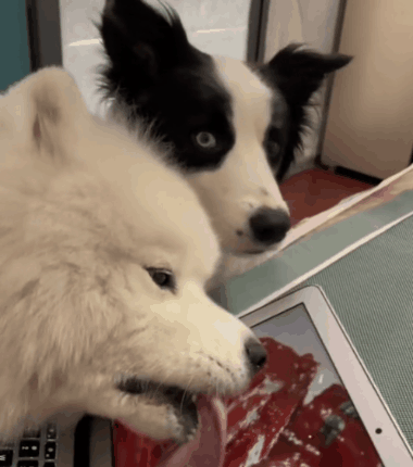 当边牧碰上萨摩耶,妥妥高冷学霸遇见傻白甜!