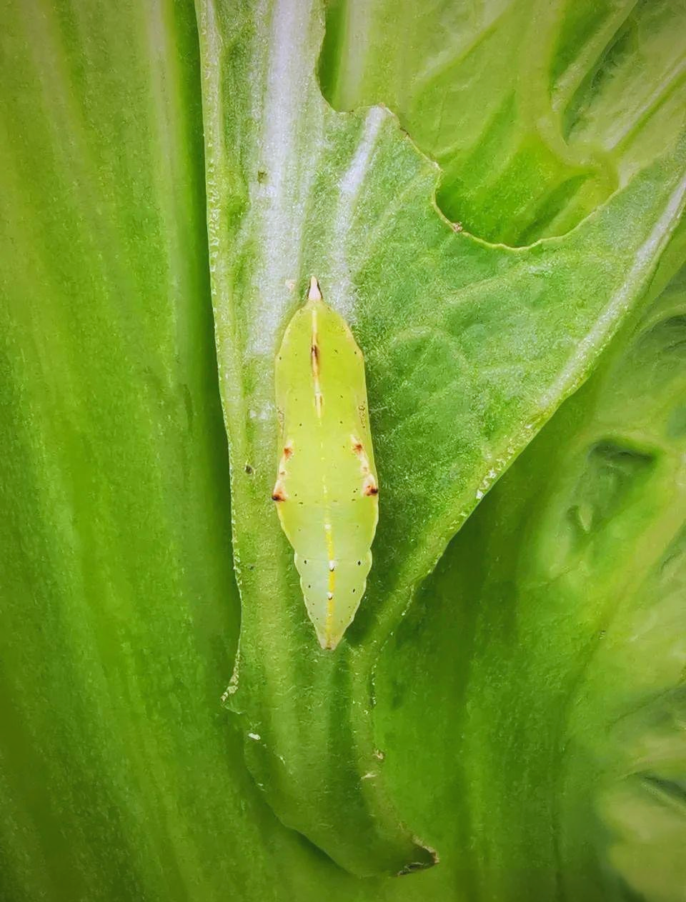 菜粉蝶——自然界中不可或缺的平凡之美