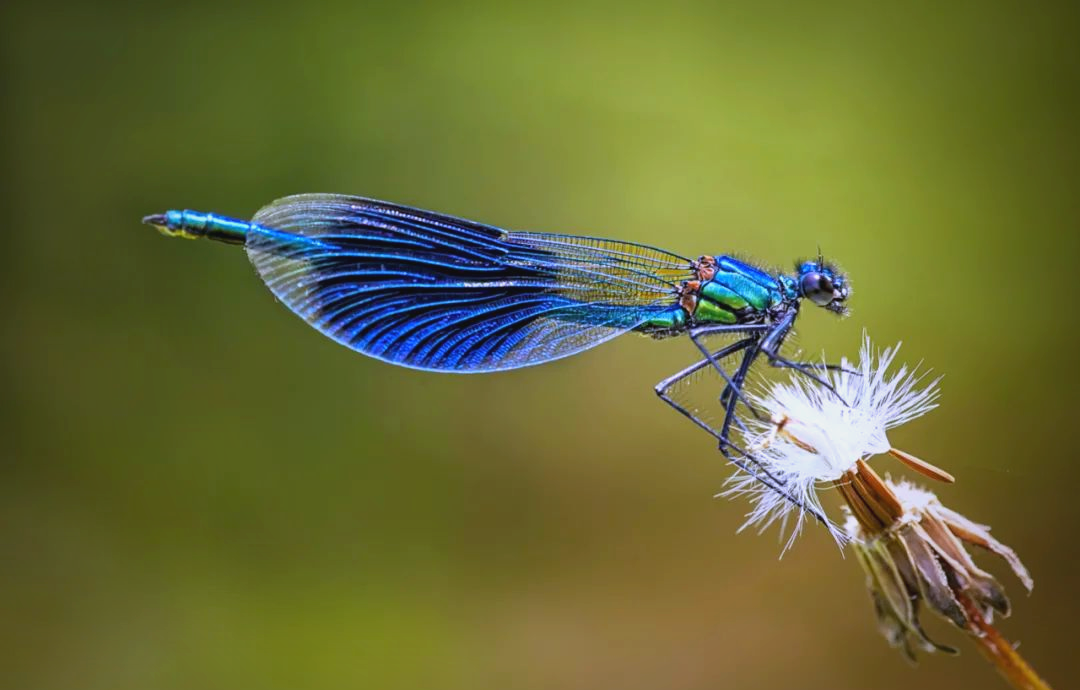 探索蜻蜓世界:比蝴蝶更魔幻的生物之旅