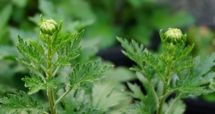 菊花的叶子像什么