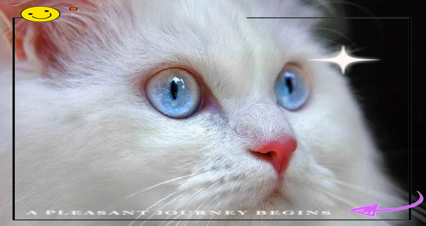 蓝眼白猫的秘密:它们为何被称为折翼天使