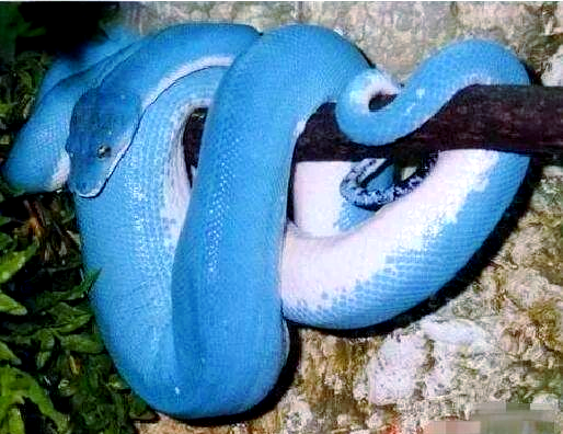 多种蓝色的蛇品种有哪些?