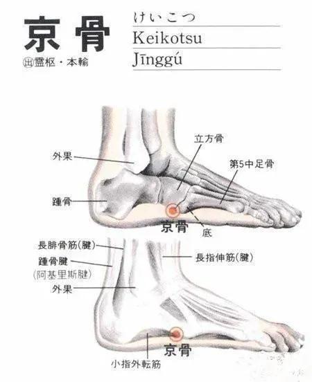 京骨的准确位置图图片