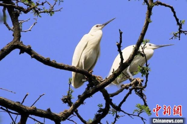 菏泽曹县张康村:与白鹭结"缘" 爱鸟护鸟蔚然成风