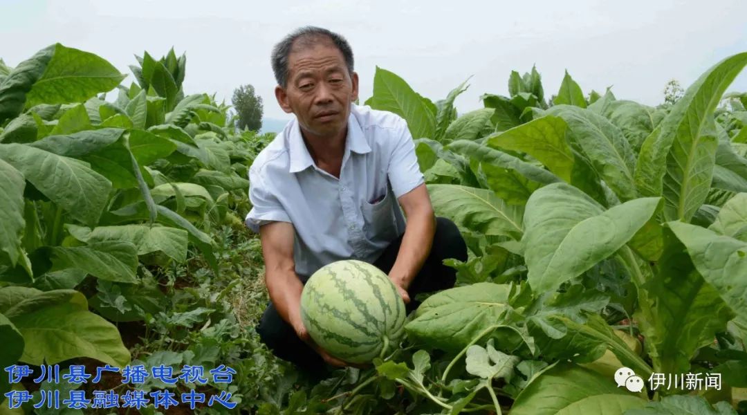 伊川江左:丰收在望