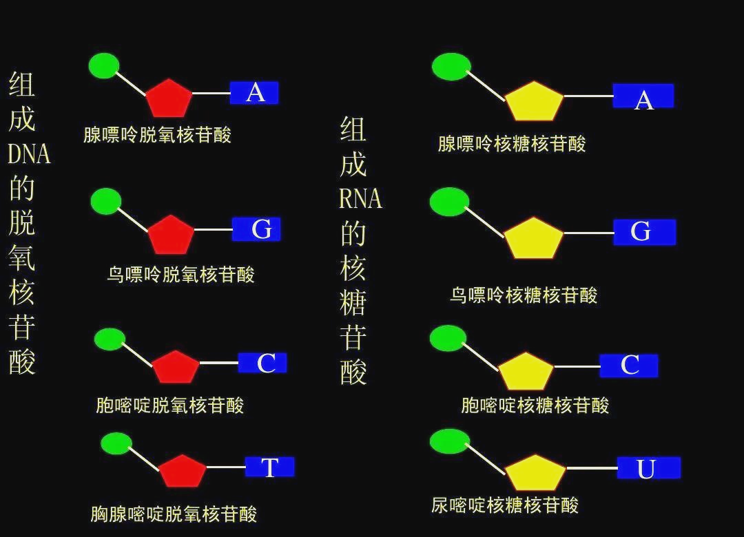 DNA与RNA的主要区别和碱基配对规则详解