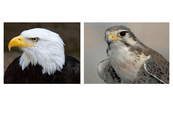 hawk和eagle的区别