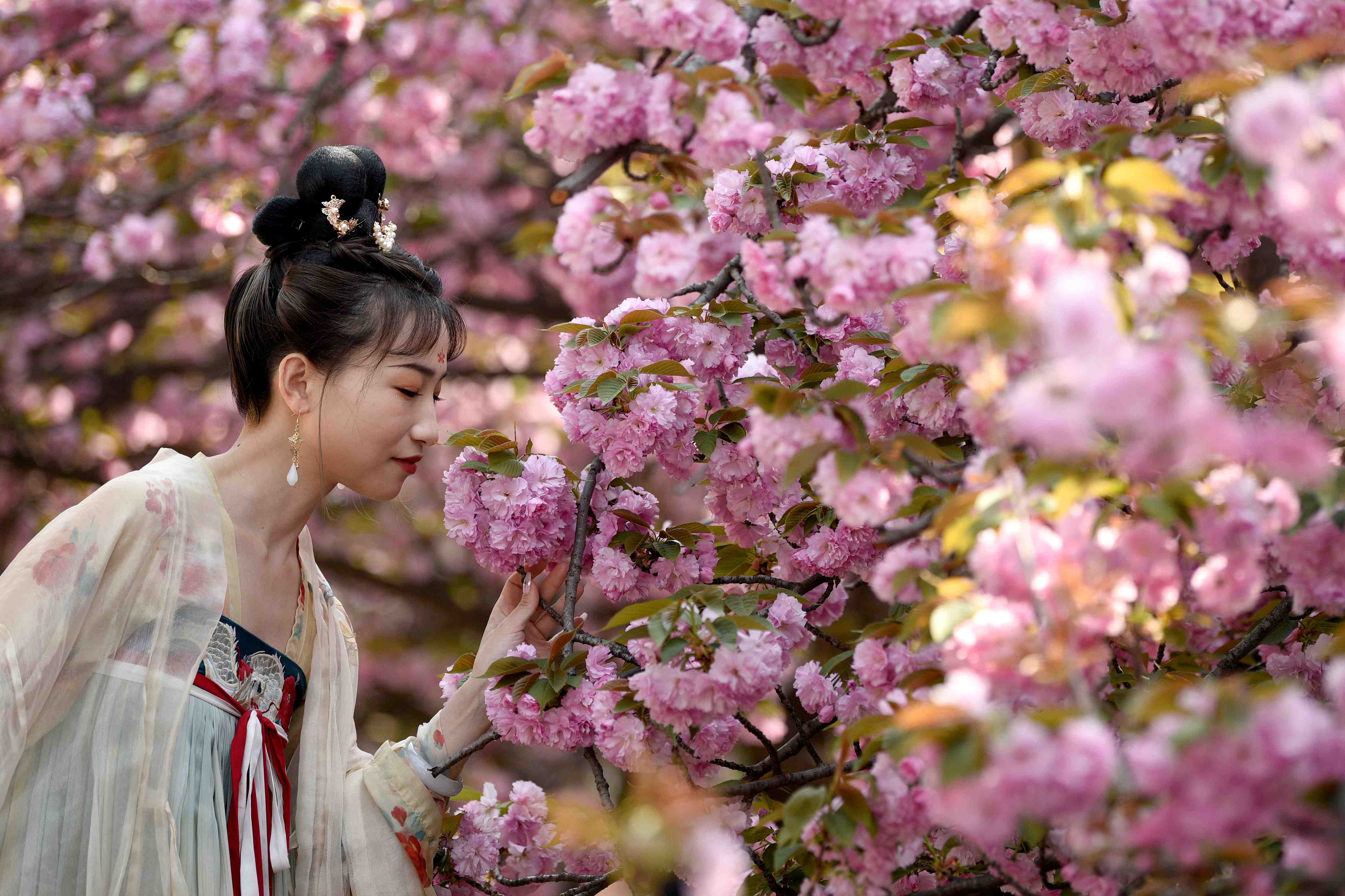 美女赏花古风图片