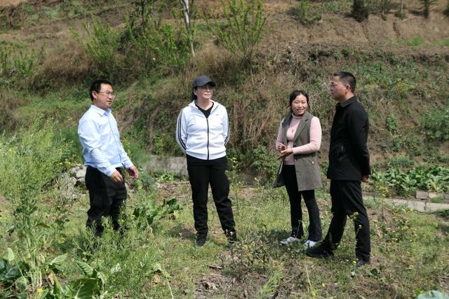 保春英到富村镇调研农业产业发展情况