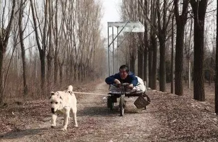 《忠爱无言》:愿你也拥有一只爱犬,伴你行走天涯