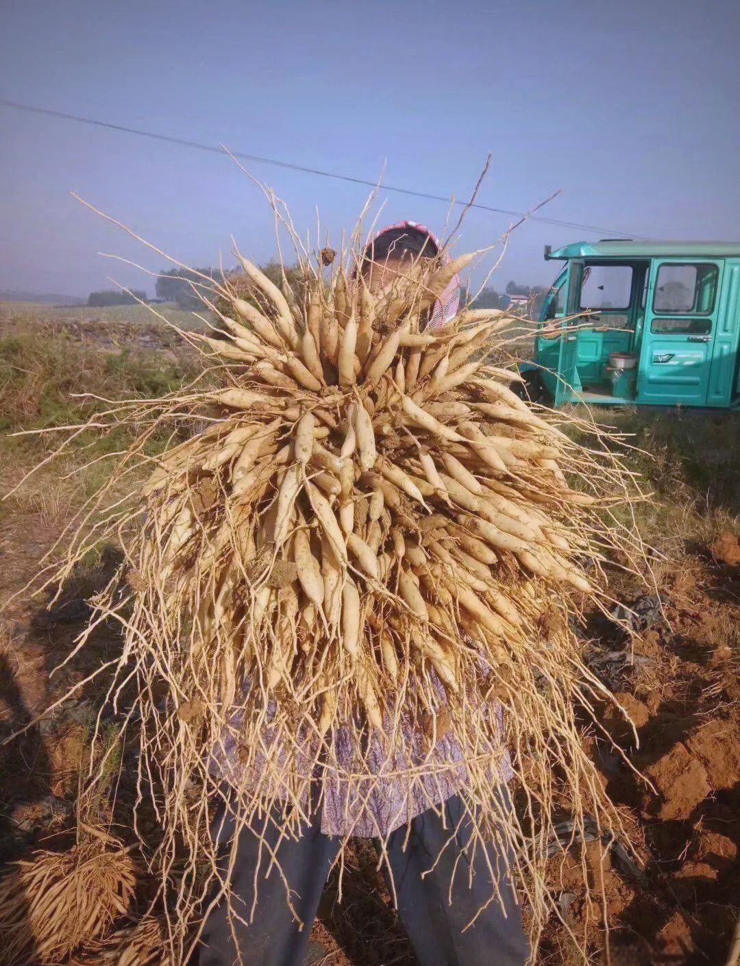 种植什么最省事利润高(种植什么最赚钱不愁销路)
