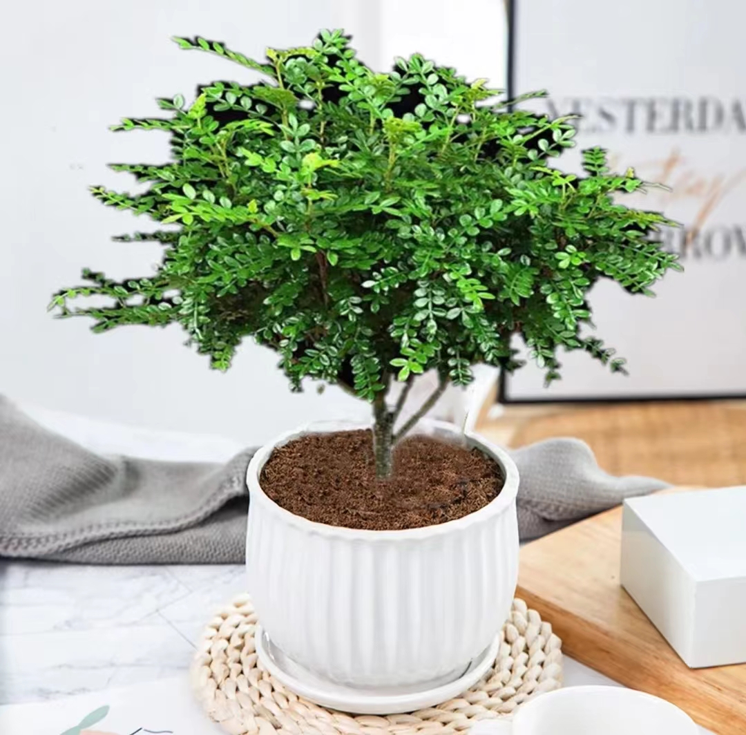 清香木这样养,枝繁叶茂,越养越香
