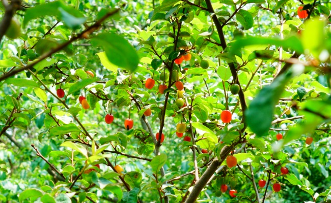 玛瑙似的果实——木半夏