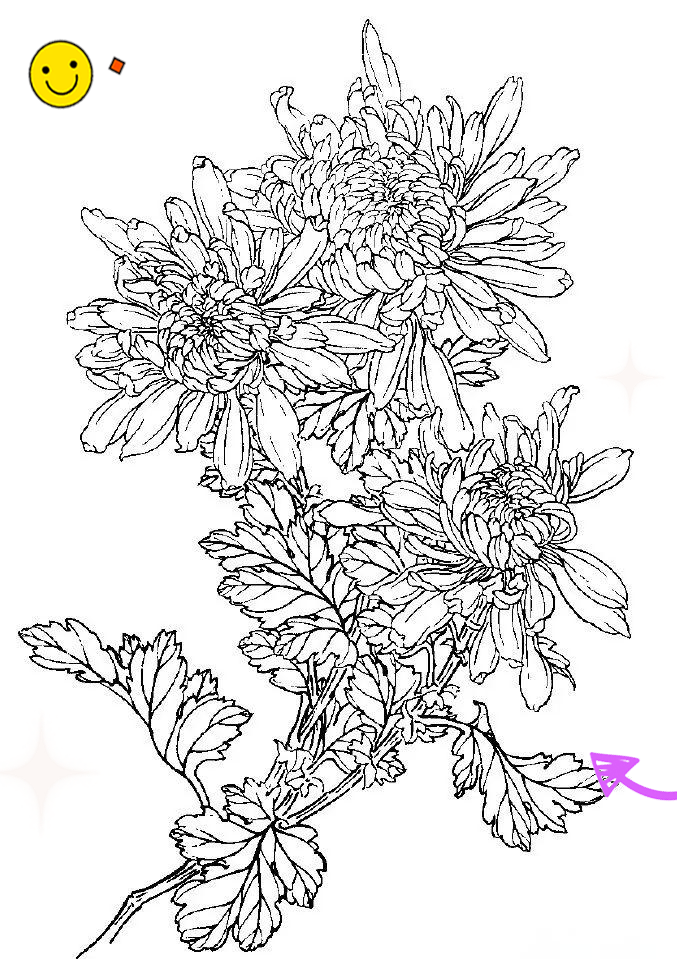 多种菊花白描图集