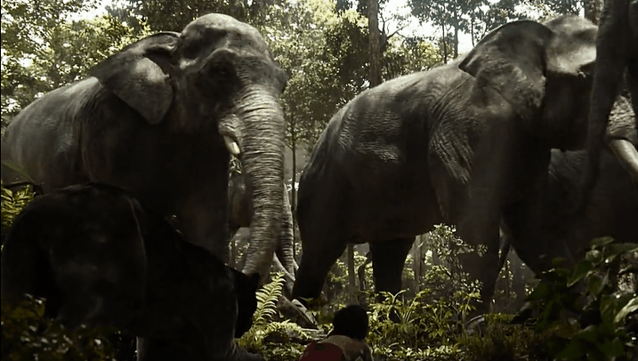 百兽共舞的《奇幻森林》,那些动物都是真的存在吗?(一)猛兽篇