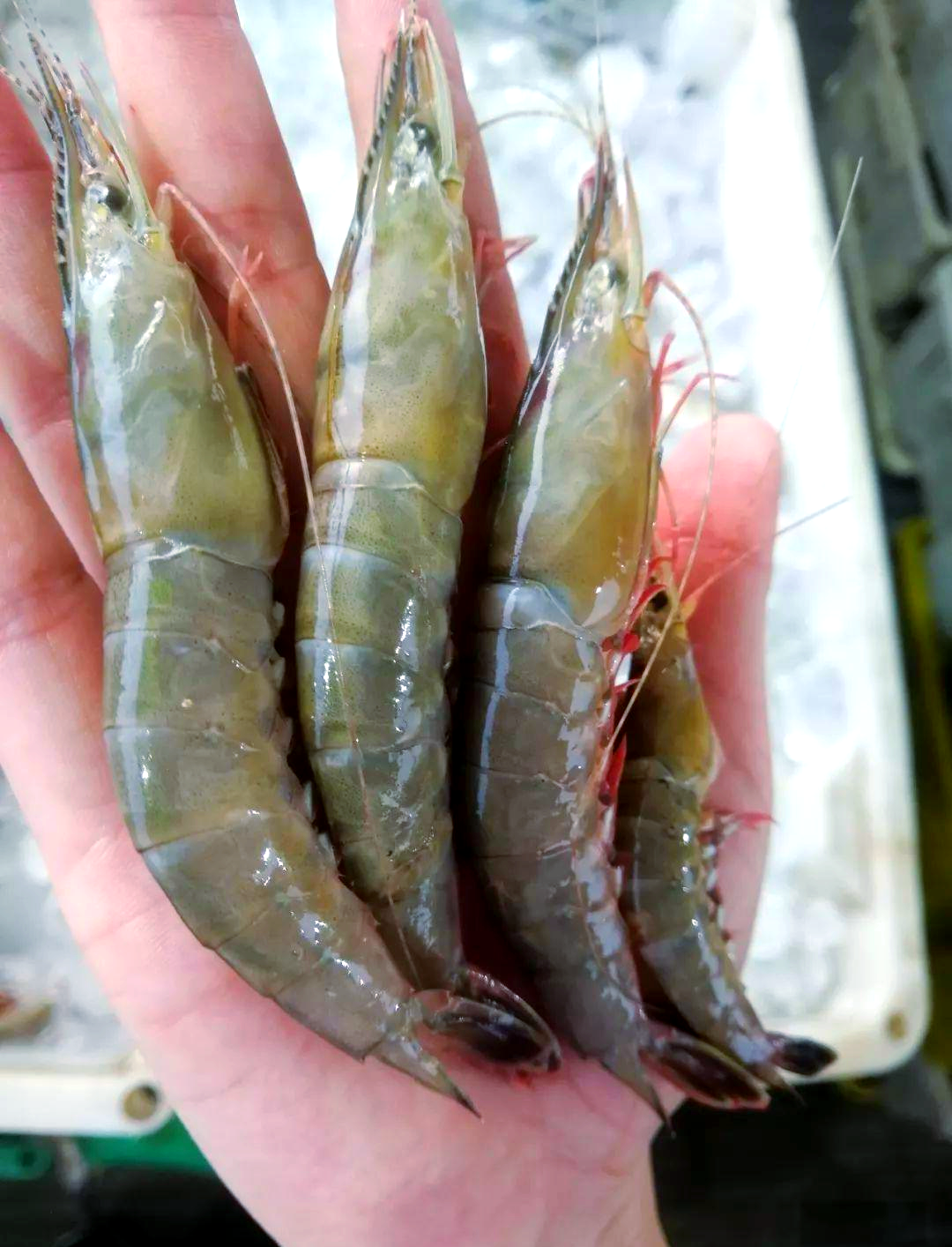 金钩虾实力出击,东海美味抢占c位