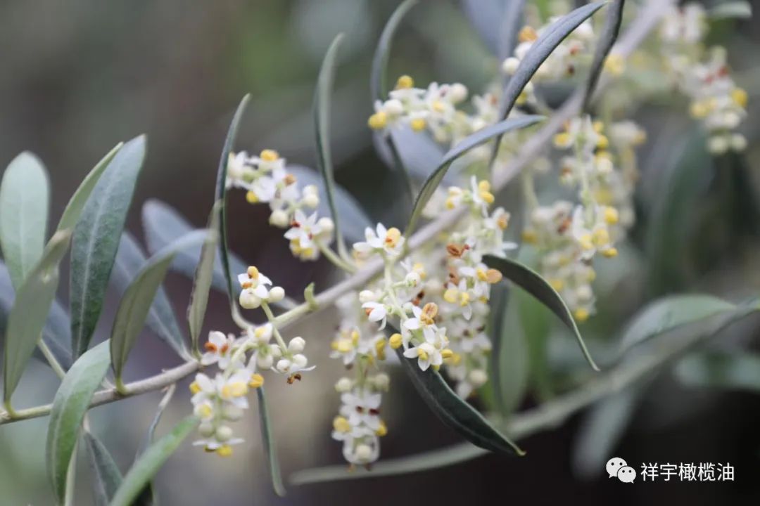 五月,橄欖花開成海