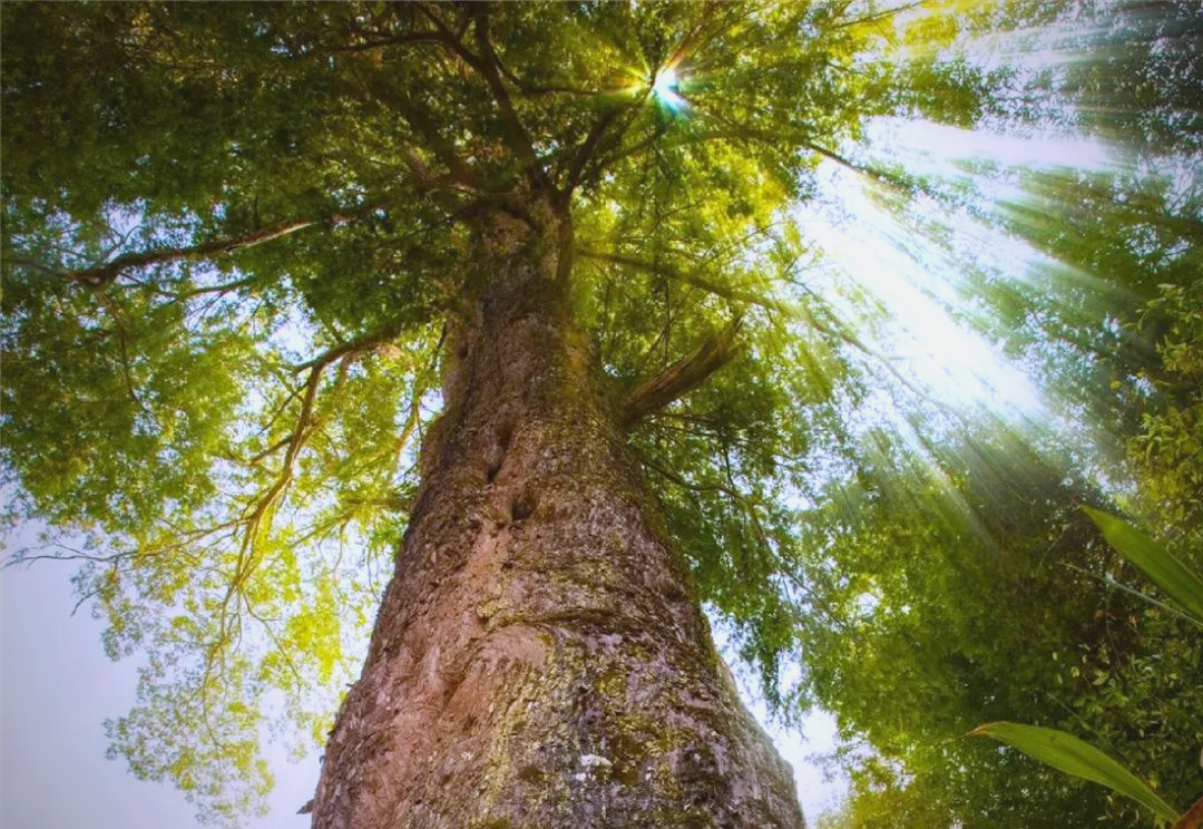紫杉:从深山老林到全球抗癌药原料的命运