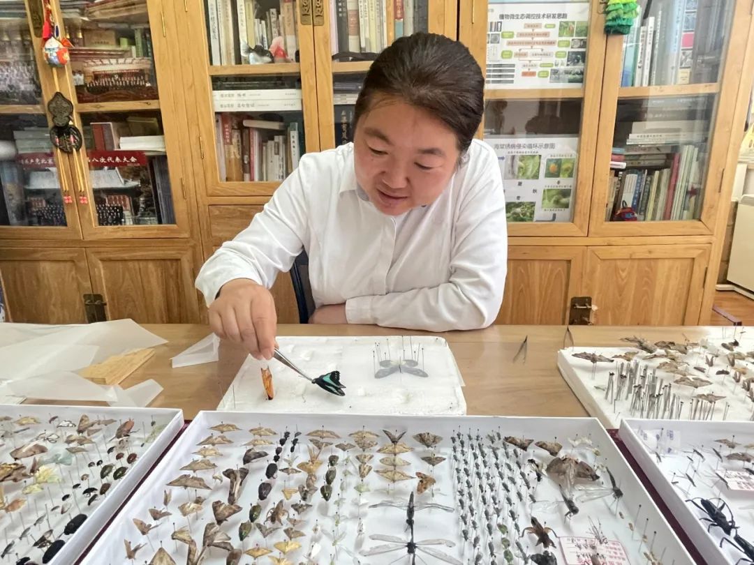 家国情·奋斗正当时丨王爽:颐和园里最会"捉虫"的博士