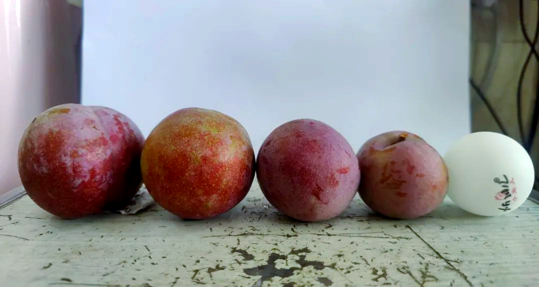 武平芙蓉李分级标准详解,提升品质从果型开始