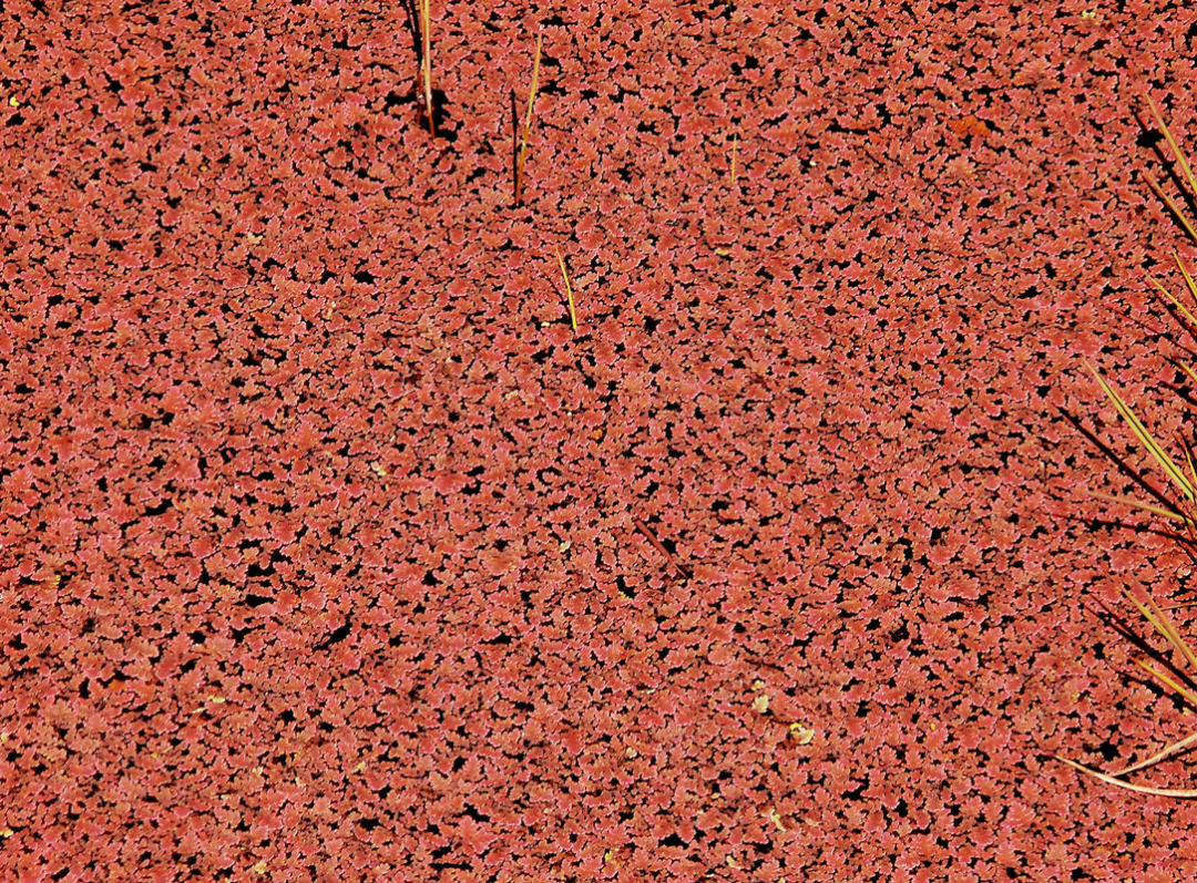 在4900万年前泛滥的红萍,差点"冰冻"地球,如今可能拯救人类?