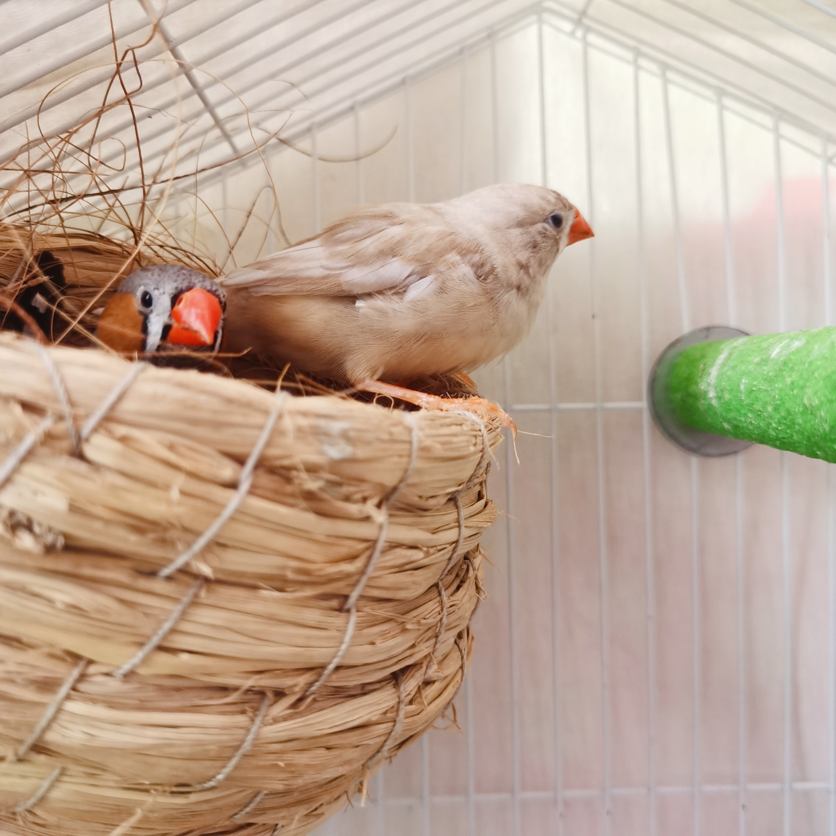 珍珠鸟下蛋前的征兆