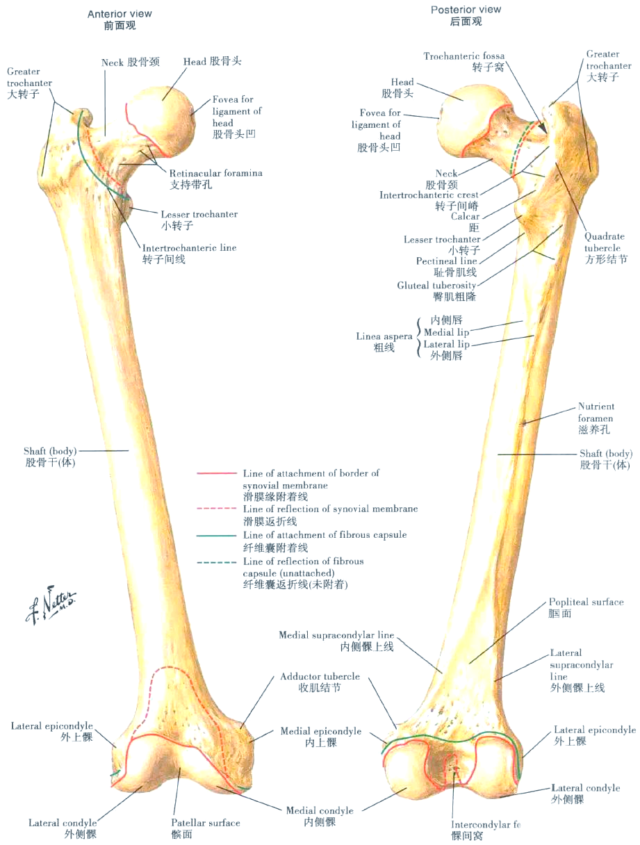 康复科普:全面了解下肢解剖,值得收藏!