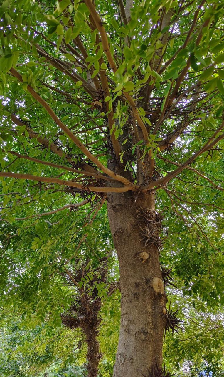 这个树为什么有刺啊