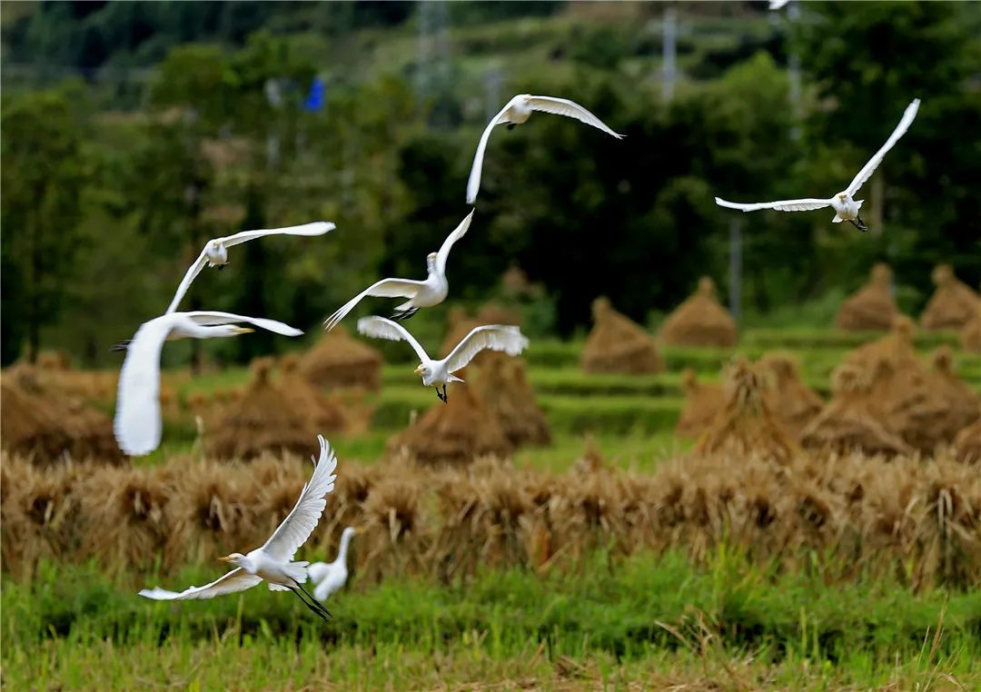 腾冲:百鸟齐鸣,诗意栖居的最美生态画卷
