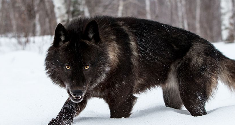 最大的犬科动物