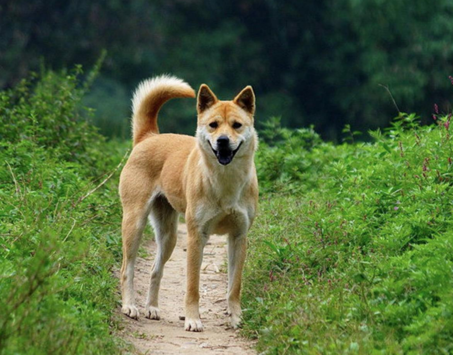 澳洲野犬是中华田园犬后代吗?中华田园犬主要分布在哪里?