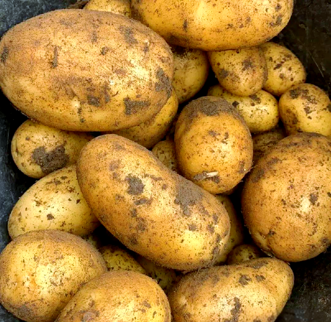 春天土豆种植全攻略:从选种到烹饪,轻松收获丰硕果实!