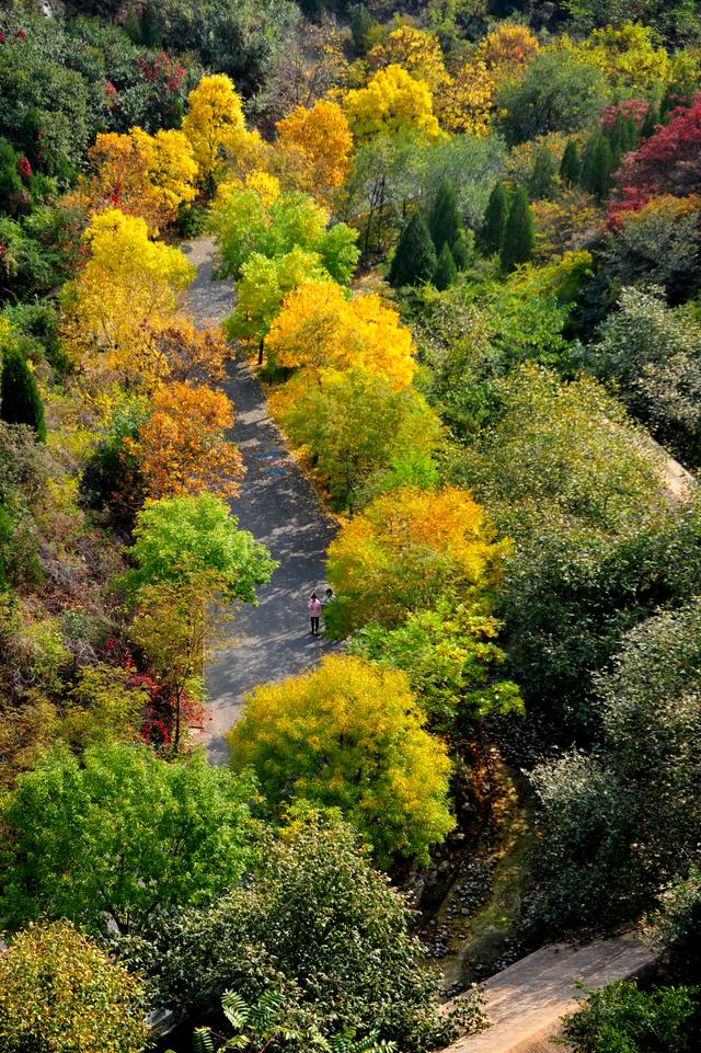 "木叶动秋声,多彩金象山"——济南金象山赏秋节开始啦!