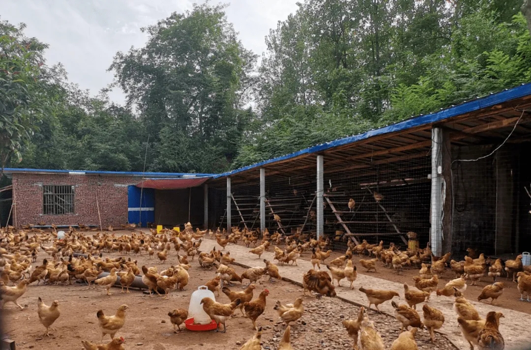 养鸡知识丨在农村养鸡,简易棚该怎么搭?