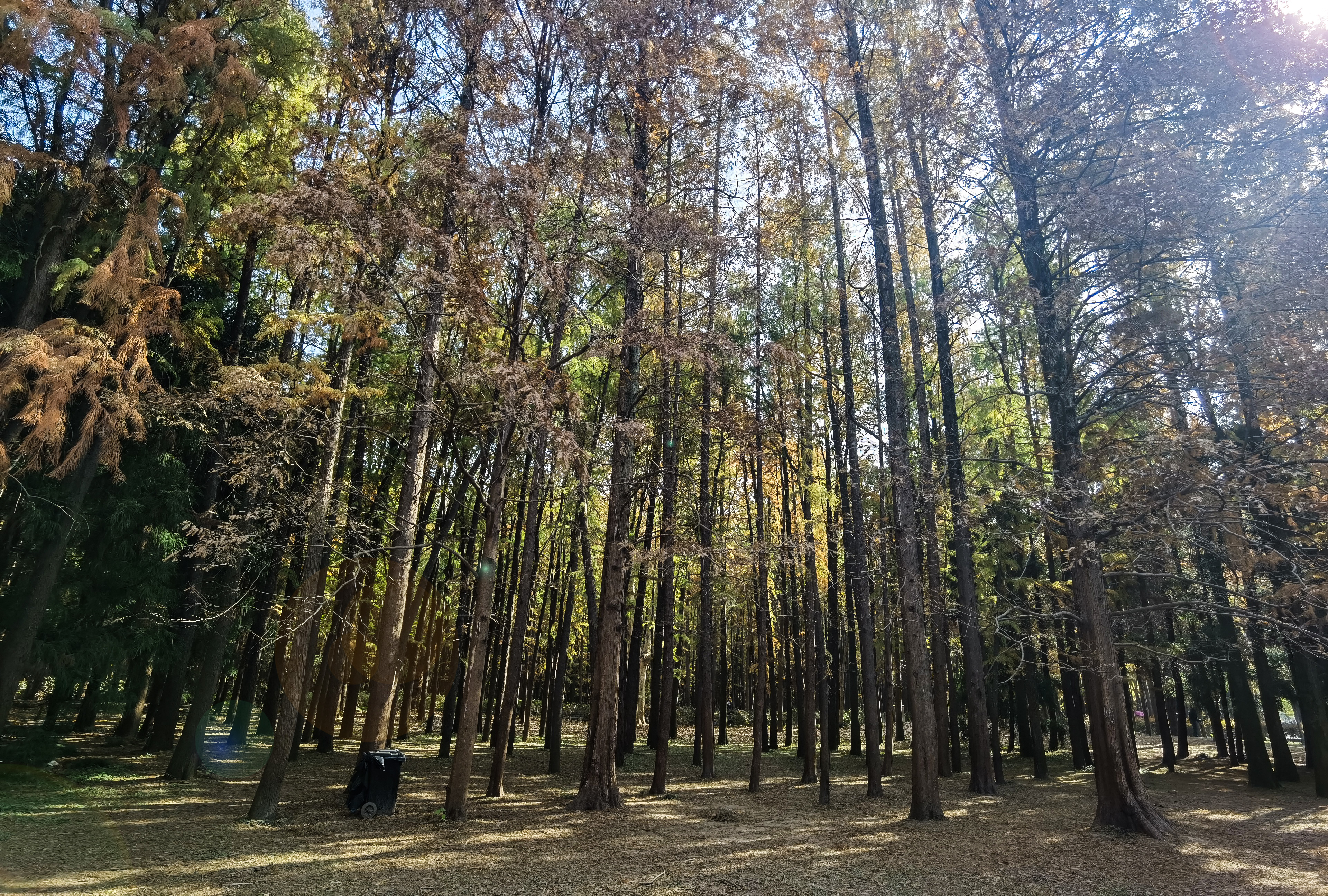 上海共青森林公园,位于杨浦区的军工路上,东临黄浦江,占地196071平方