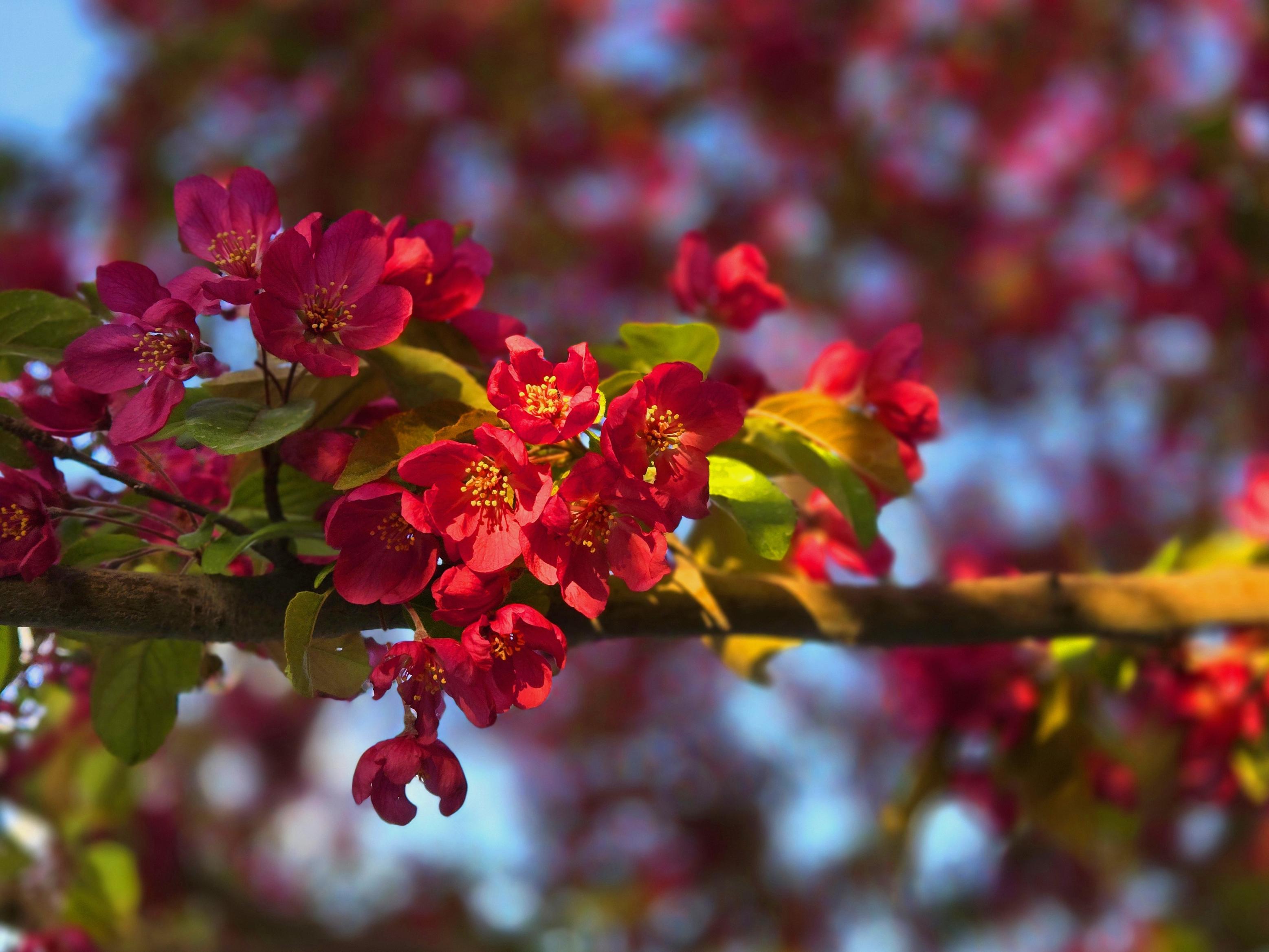 春日赏花胜地:北海,陶然亭公园姹紫嫣红