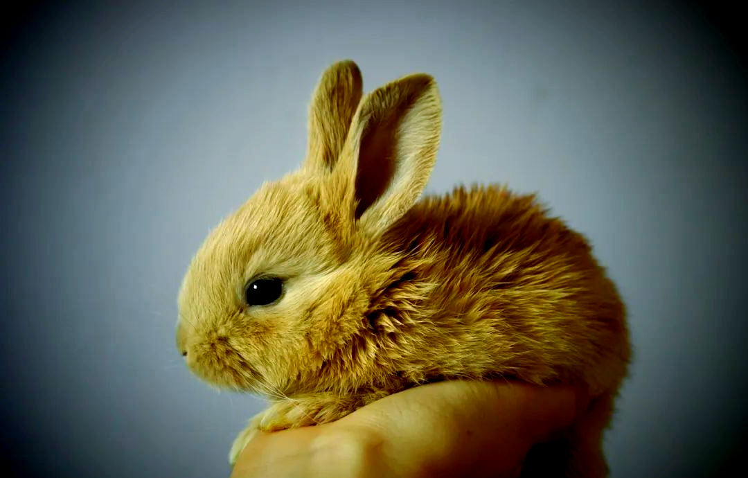 春暖花开的是指什么生肖(春暖花开的是指什么生肖动物) 春暖花开的是指什么生肖(春暖花开的是指什么生肖动物)