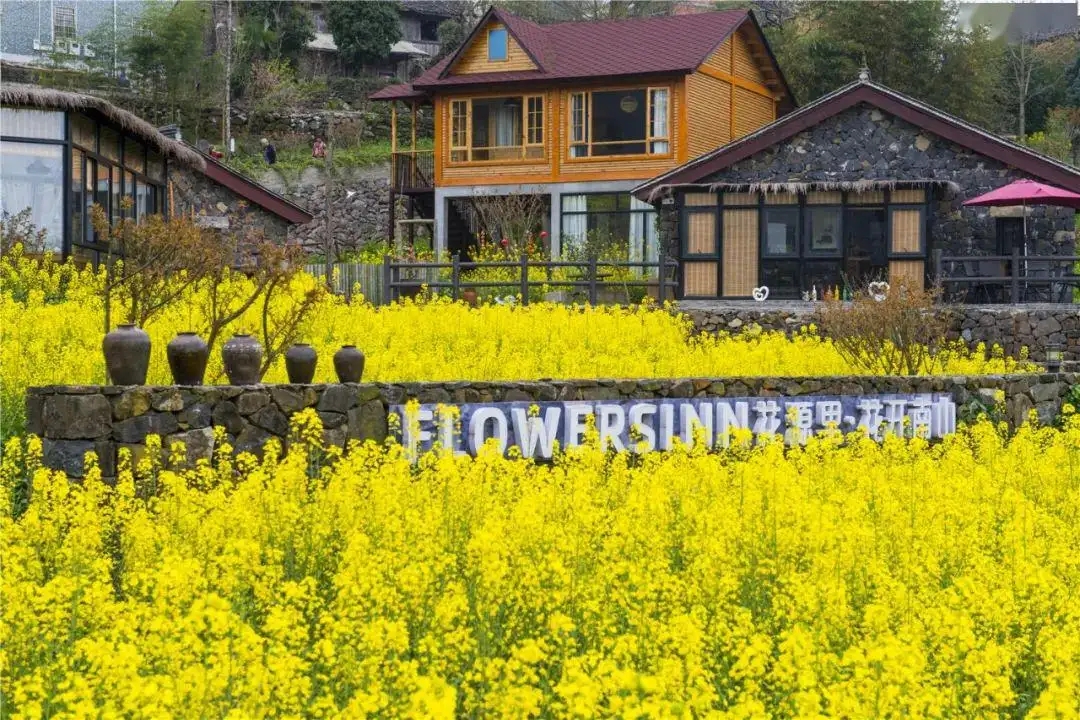 宁海桑洲油菜花图片