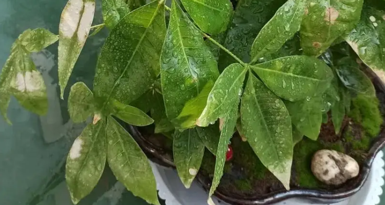 发财树枝干有水珠粘液是什么原因