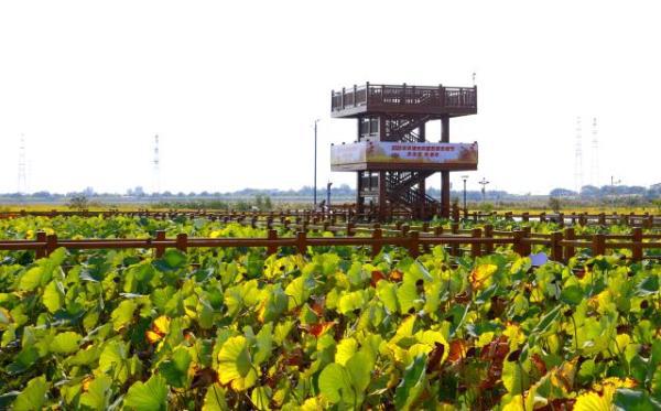 津南区小站镇会馆村:巨幅稻田画喜迎盛会欢庆丰收