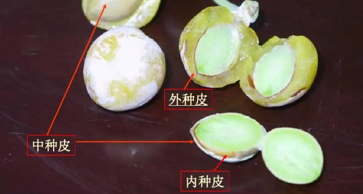 裸子植物的种子结构是什么