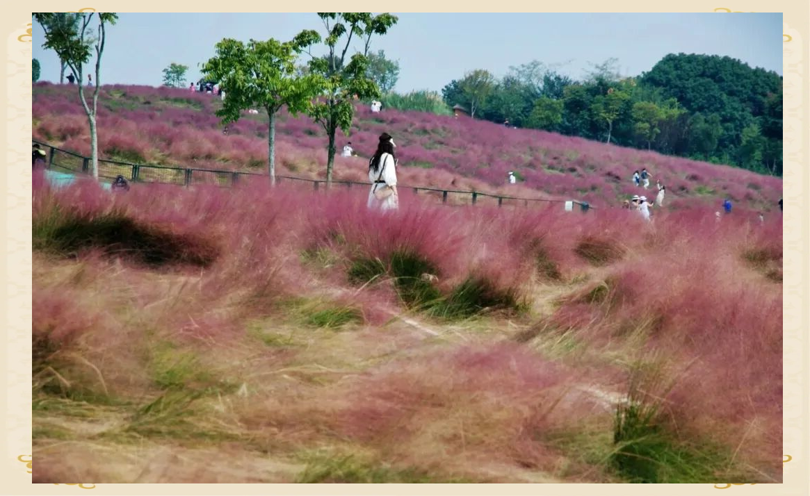 武汉光谷二妃山:粉色花海与城市天际线的浪漫邂逅